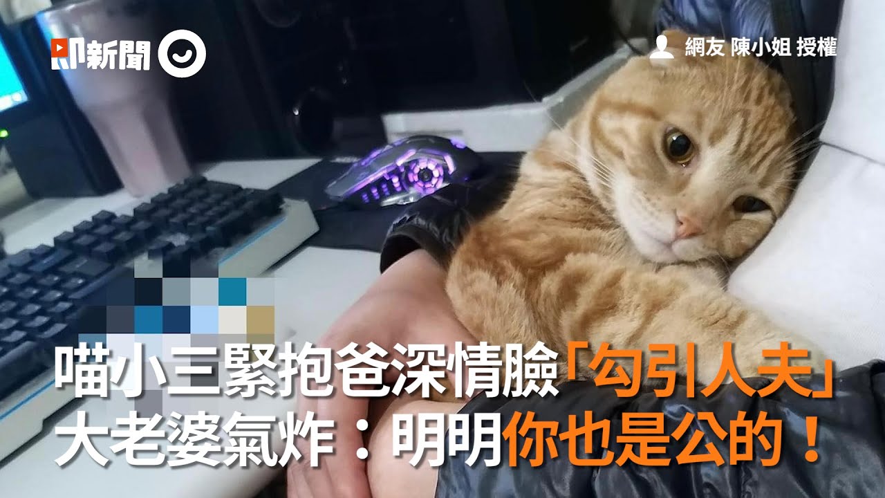 喵小三緊抱爸深情臉「勾引人夫」　大老婆氣炸：明明你也是公的！│寵物│貓咪｜猫｜ねこ│Pet│Cat│Kitten