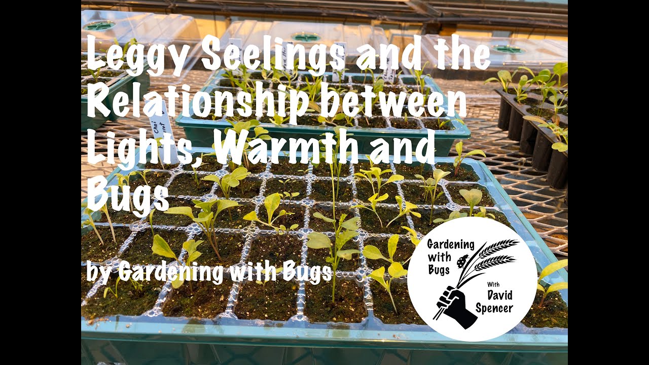 Leggy Seedlings and the Relationship between Lights, Warmth and Bugs