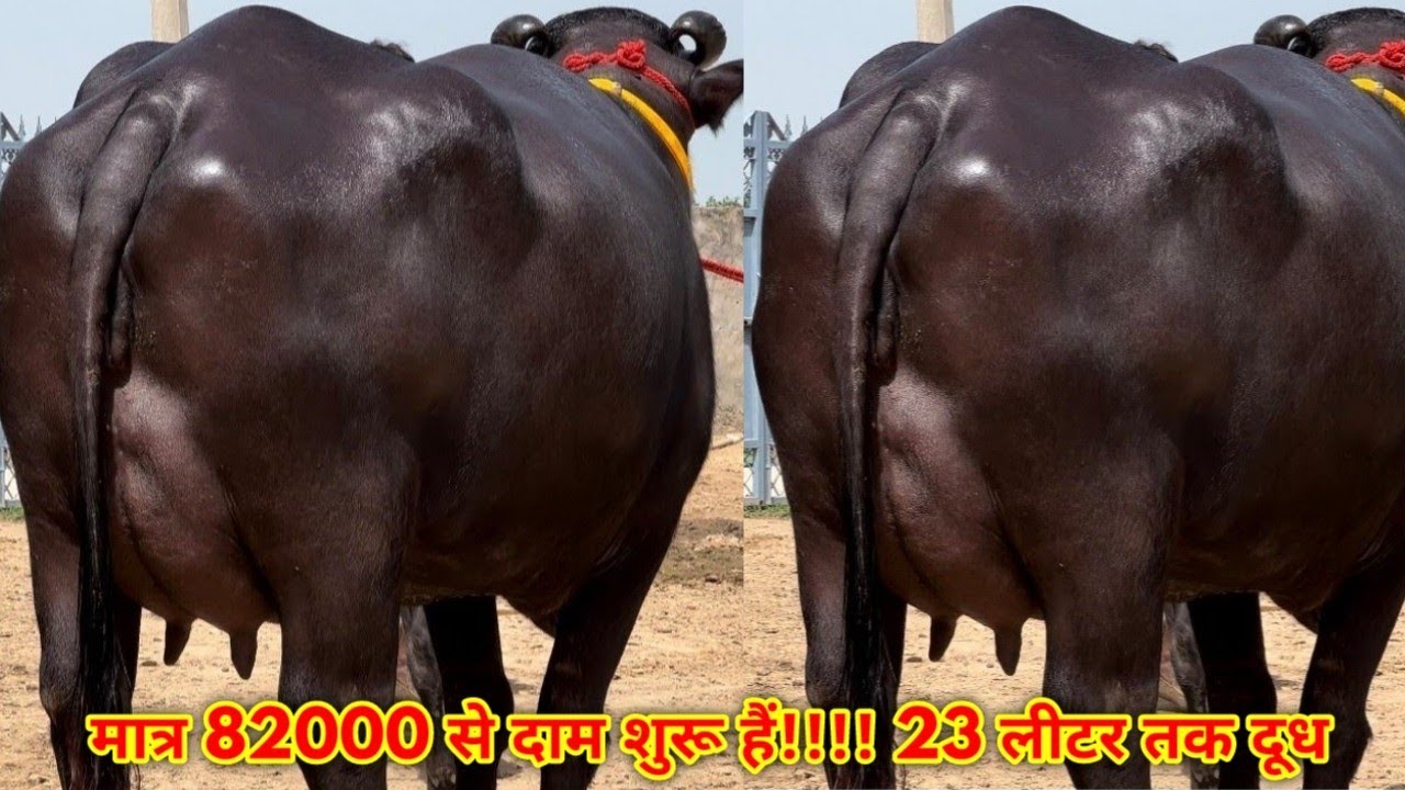 हरियाणा की भैंसें 23 लीटर तक दूध क्षमता। दाम मात्र 82000 से शुरू। Raju Dairy Farm, Bathinda, Punjab