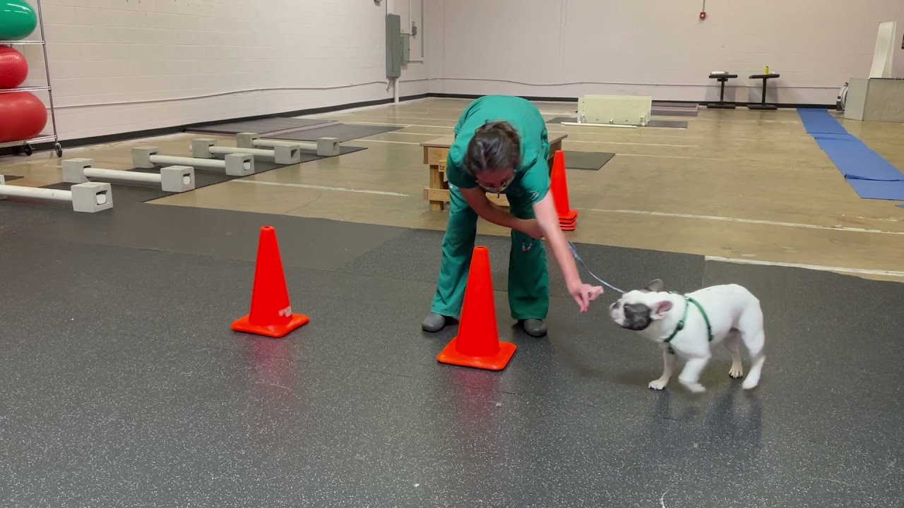 Figure 8 Walking Exercises for Dogs