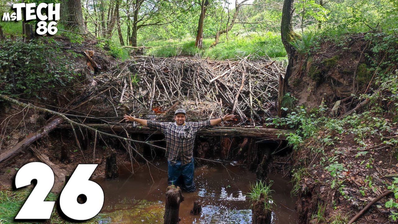 One Big Beavers Dam - Manual Beaver Dam Removal No.26