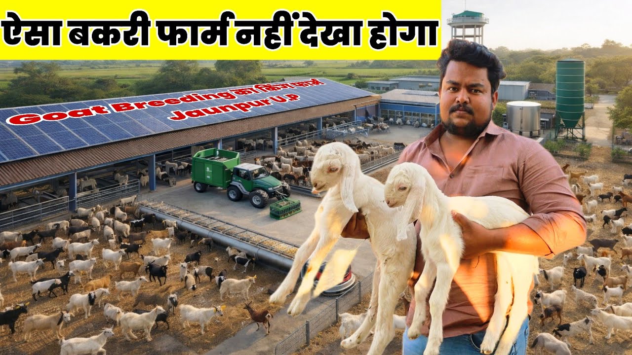 एक फार्म में इतनी नस्ल की बकरियाँ 😲 पूरा इंडिया फेल | #goatfarming