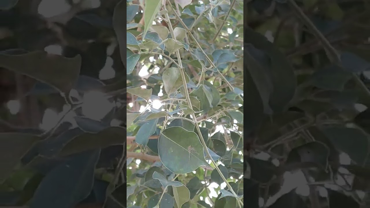 Tali or Sheham tree