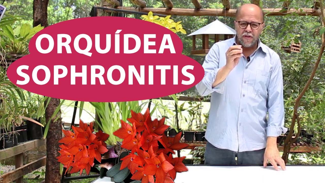 Orquídea Sophronitis