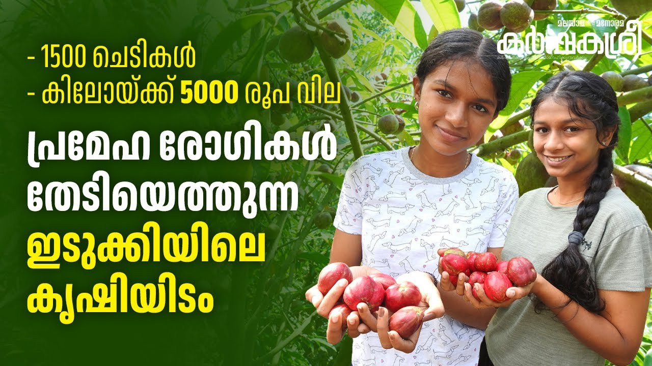 1500 ചെടികൾ, കിലോയ്ക്ക് 5000 രൂപ വില: പ്രമേഹ രോഗികൾ തേടിയെത്തുന്ന ഇടുക്കിയിലെ കൃഷിയിടം |Karshakasree
