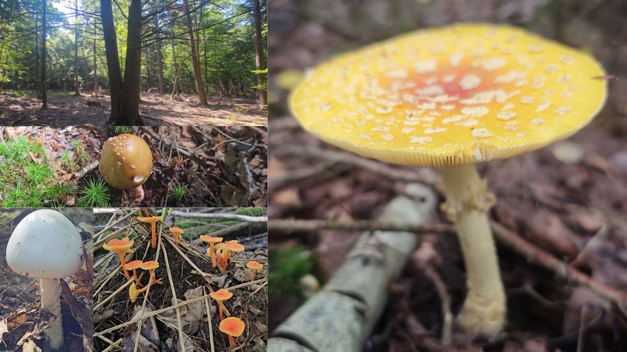 Mushroom picking in the forest (East Coast)