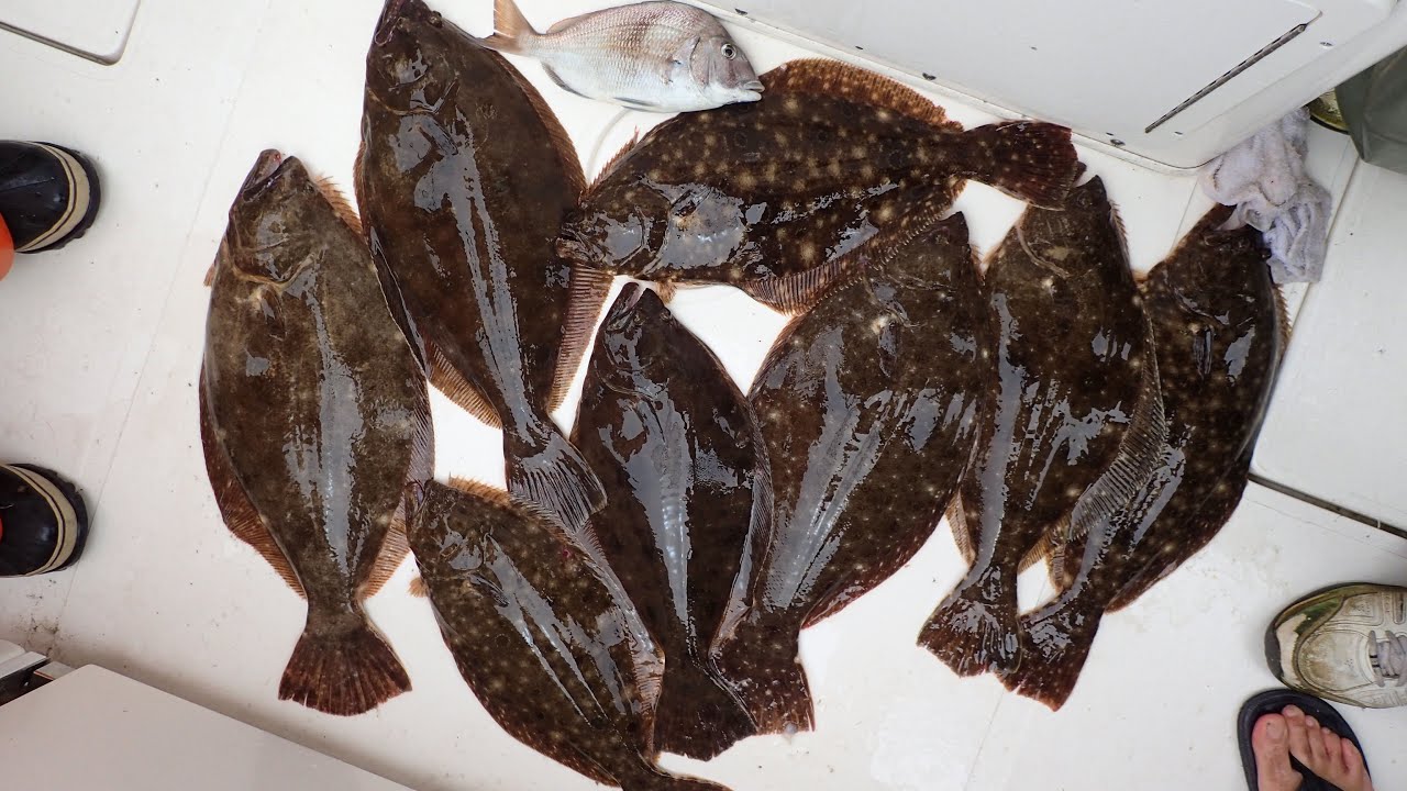 Great Summer Flounder (Fluke) Fishing Until it Wasn't! Can You See Why?