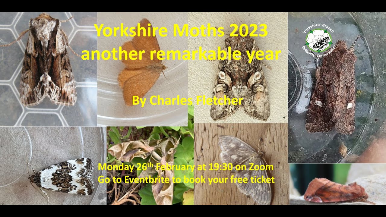 Yorkshire Moths 2023