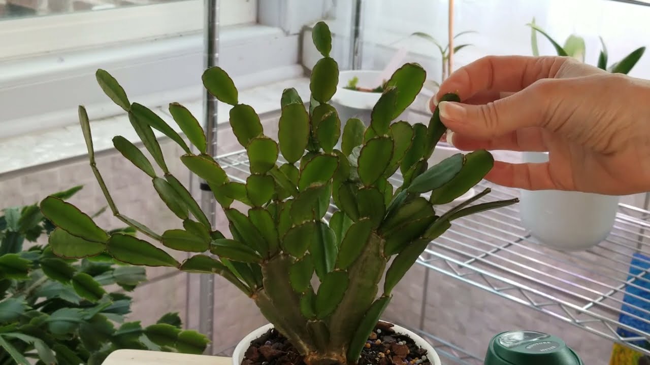 Easter Cactus Care: April 2023 + Thanksgiving Cactus Tips