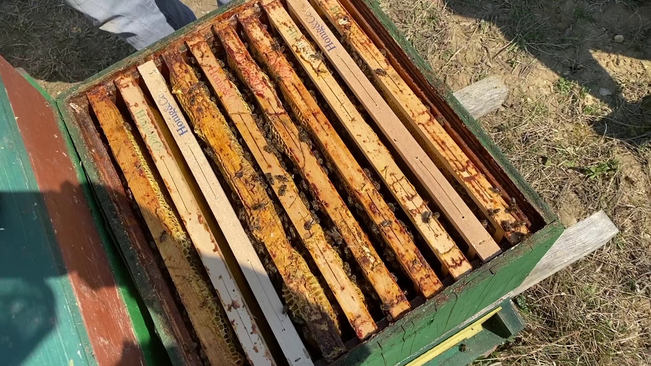 Bienenarbeiten im Frühjahr Teil 1