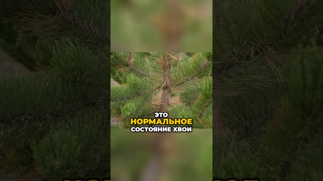 Почему Желтеет Хвоя у Сосны?🌲🍂