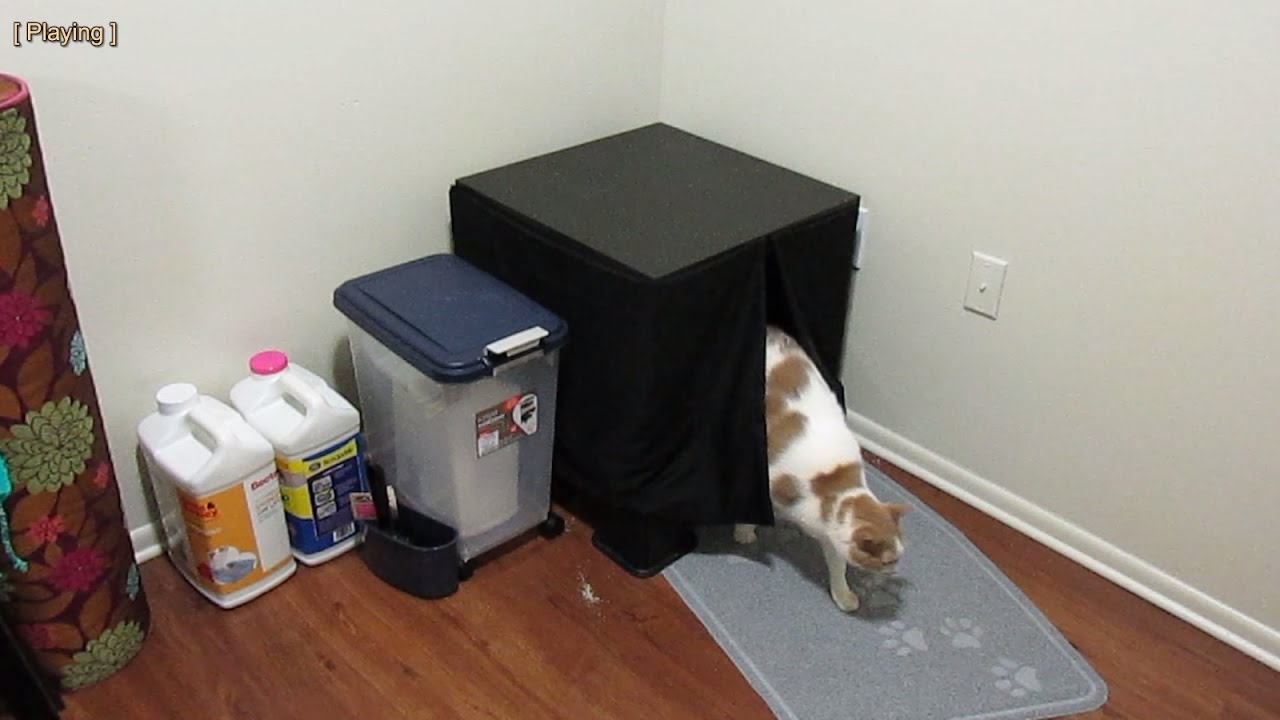 The ultimate cat litter box system - Storm, the cat, demonstrates