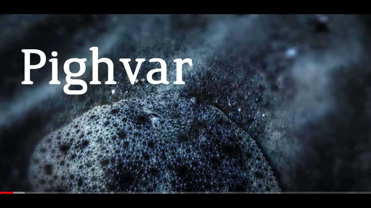 Uv jagt med Morten og Johan - Pighvar