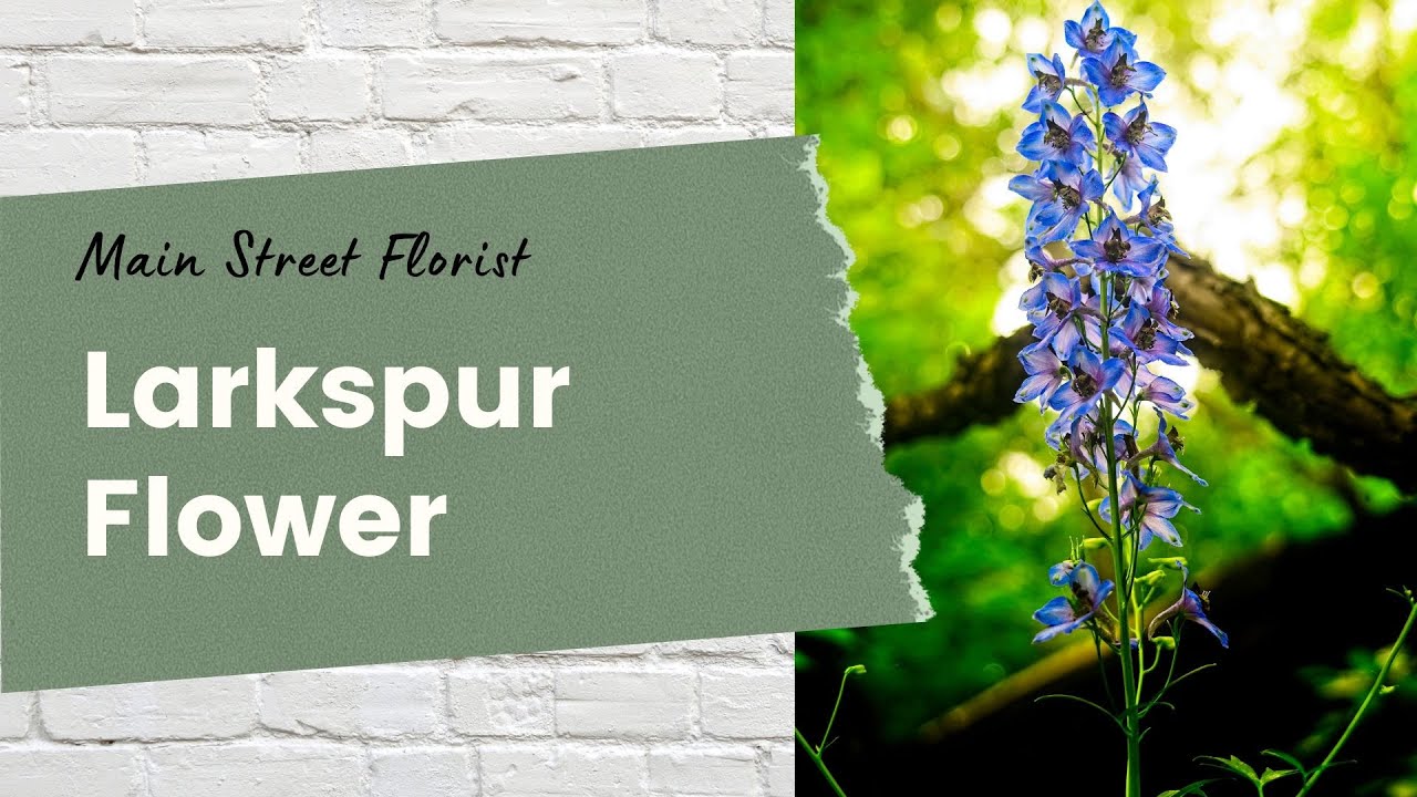 Designing with Larkspur Flower