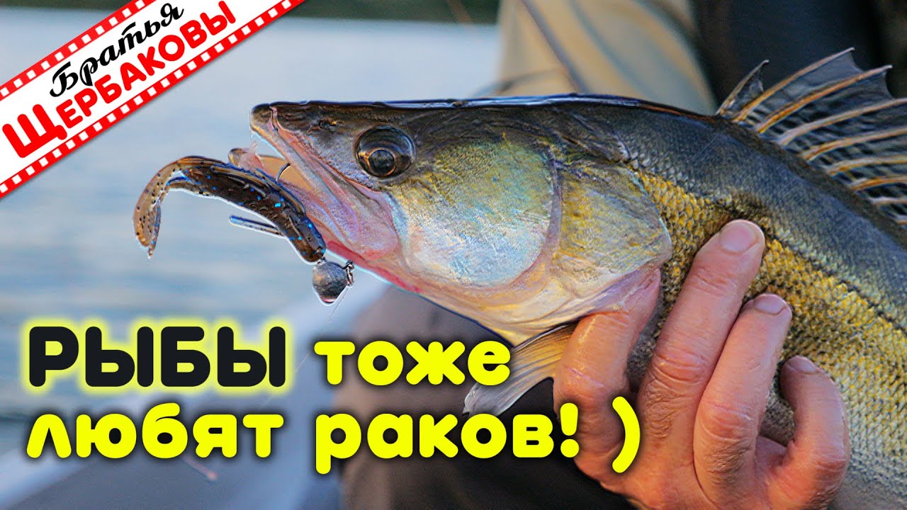 НА силиконовых РАКОВ с лодки. ОСОБЕННОСТЬ, подбор ЦВЕТА приманки, где и КАК ЛОВИТЬ?