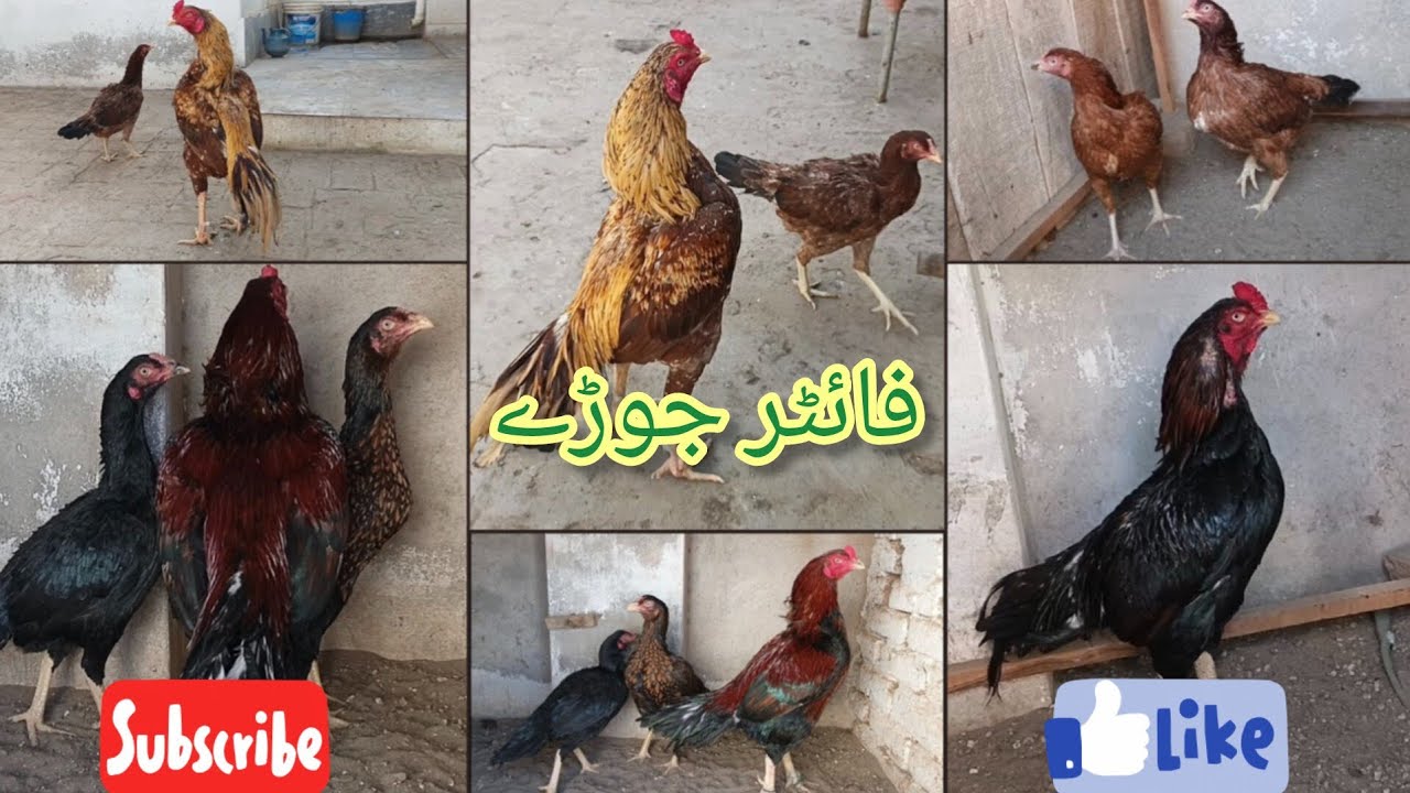 🔥 Full Fighter & Khubsurat Aseel Murgo Ka Zabardast Jorra – New Entry in Aseel Gallery 🐔🔥. 
