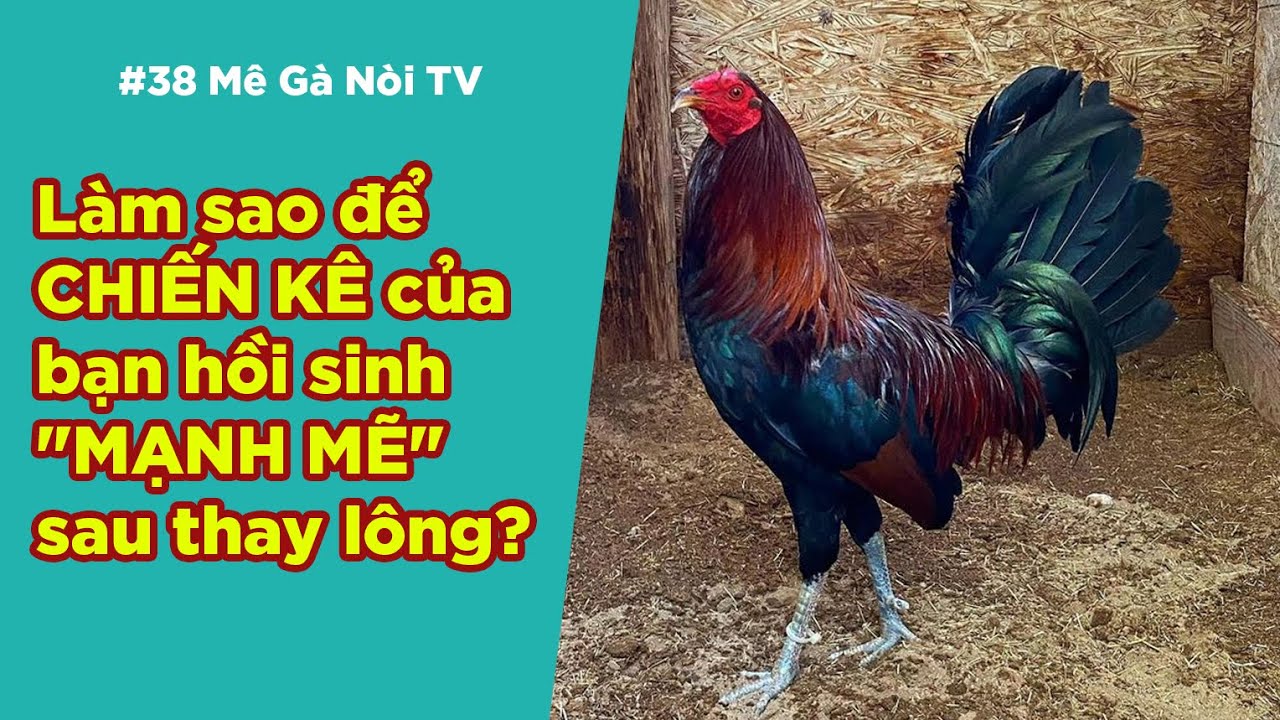 Mê gà nòi #38 Gà thay lông: Sai một ly, hối hận cả mùa! Đừng bỏ qua những bí quyết này!