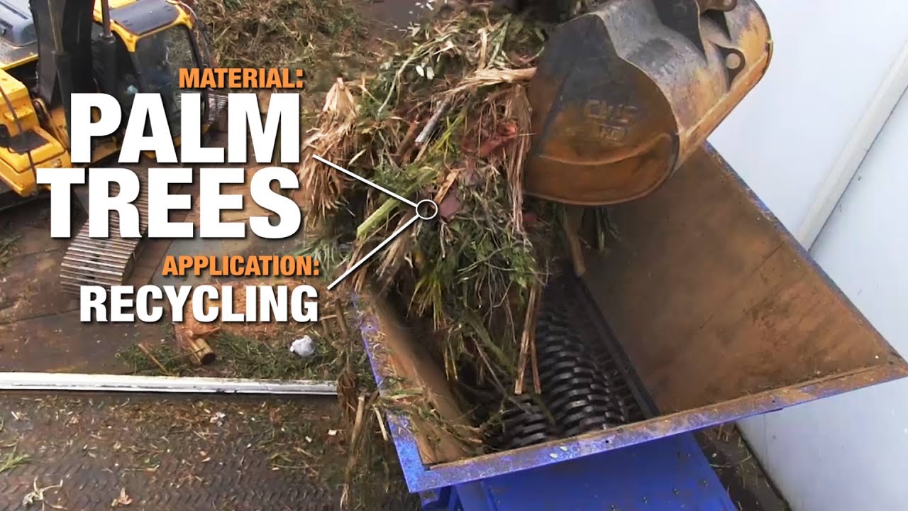 SSI's Shred of the Week: Palm Trees