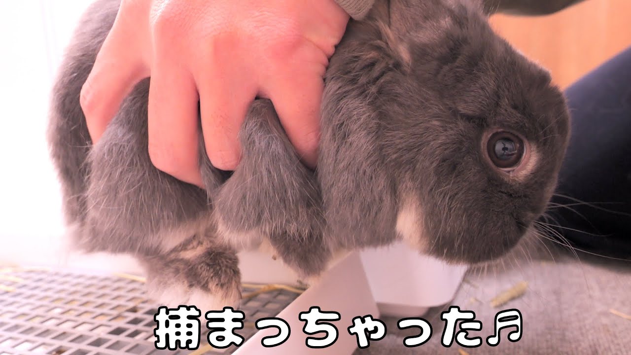 掃除中に3度も抱っこされても逃げずに喜んでしまうウサギが可愛すぎました【No.1829】