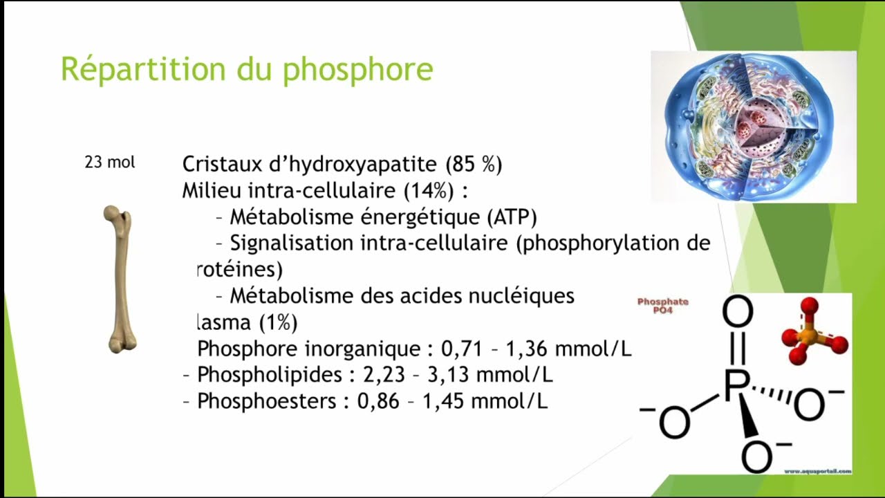 Phosphore et Magn&eacute;sium