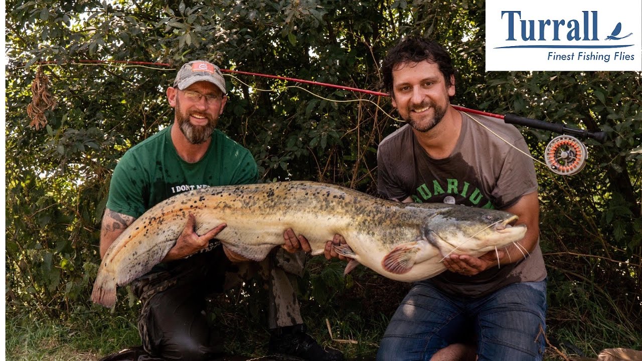 FLY FISHING FOR CATFISH: Jaw-dropping UK action on the fly, at Todber Manor Fisheries!