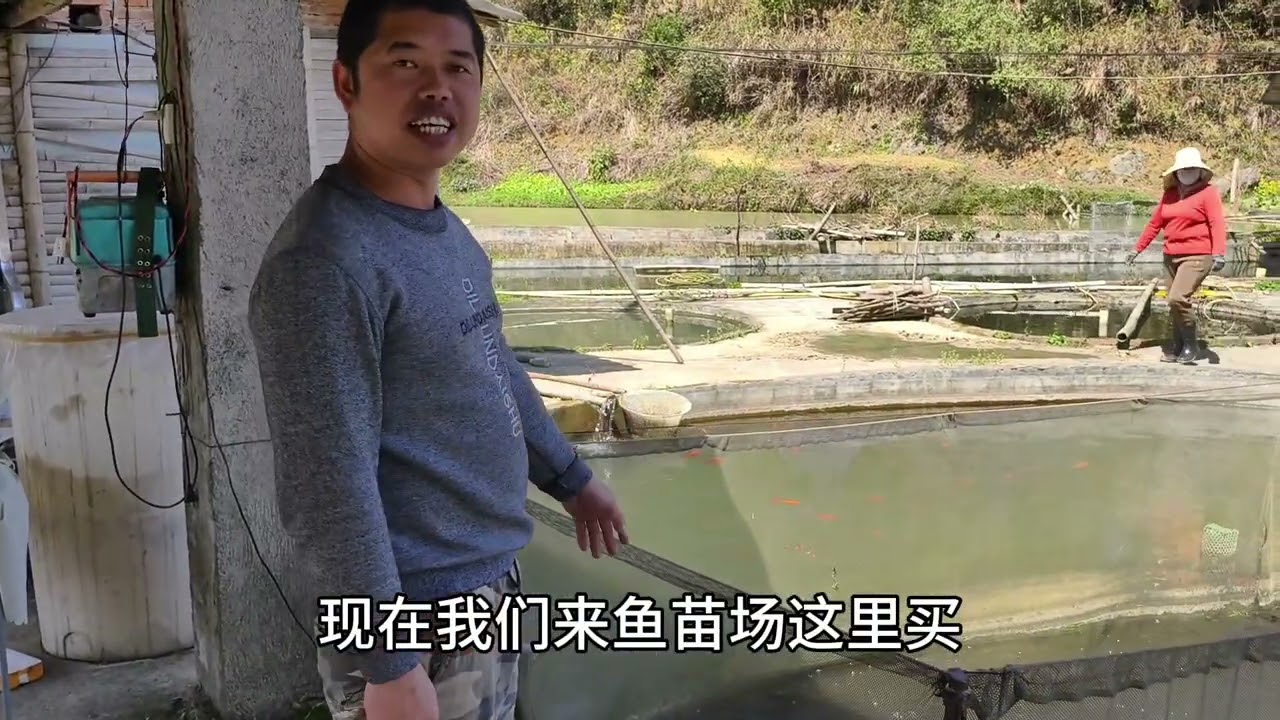 新的一年，老罗夫妻俩去买几十条草鱼苗来养，期待鱼快快长大