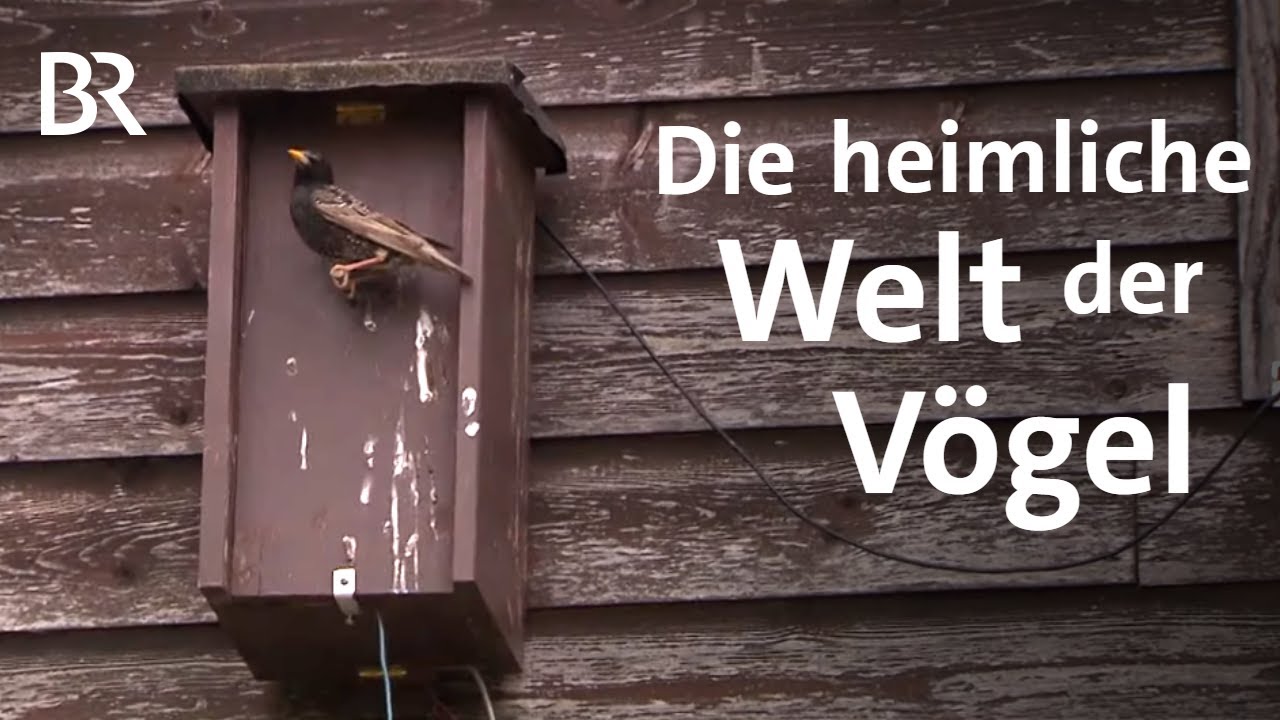 Piep-Show: Nistkasten- & Vogel-Beobachter Stampfer aus Augsburg | Schwaben & Altbayern | BR