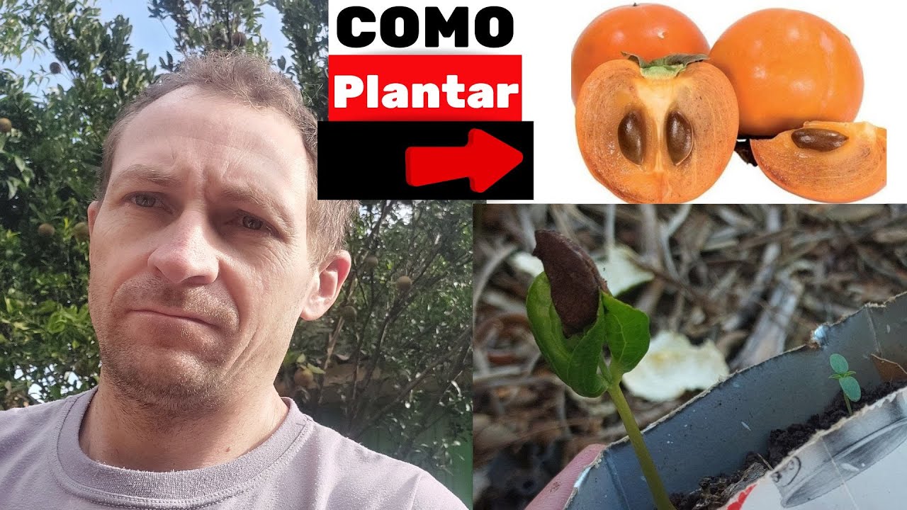 Como plantar caqui - Como plantar caqui a partir do caroço - Como plantar semente de caqui