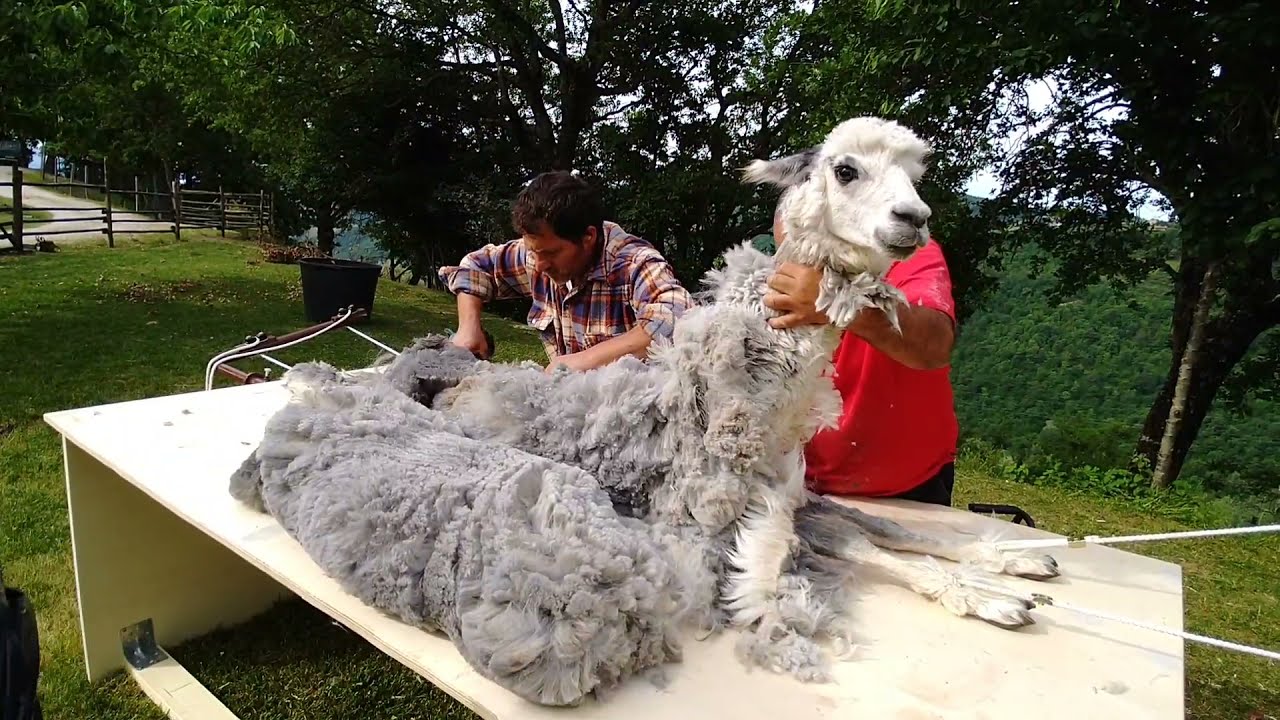 COME TOSARE UN'Alpaca🦙 TUTORIAL TOSATURA FIBRA ALPACA😏 Shearing alpacas,New systemで初めて自分たちで毛刈りをしました