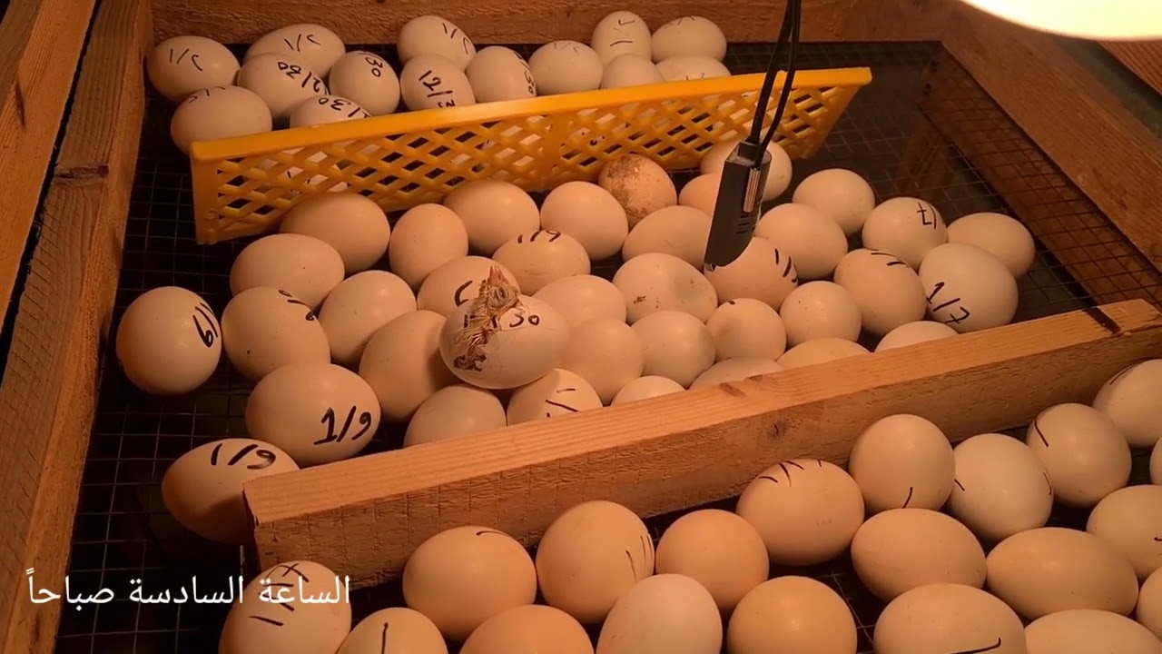 أول بشائر فقاسة البيض المنزلية