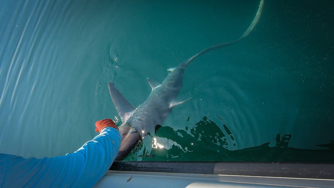 Isle of Wight Thresher Shark Est 125lb Jul-21