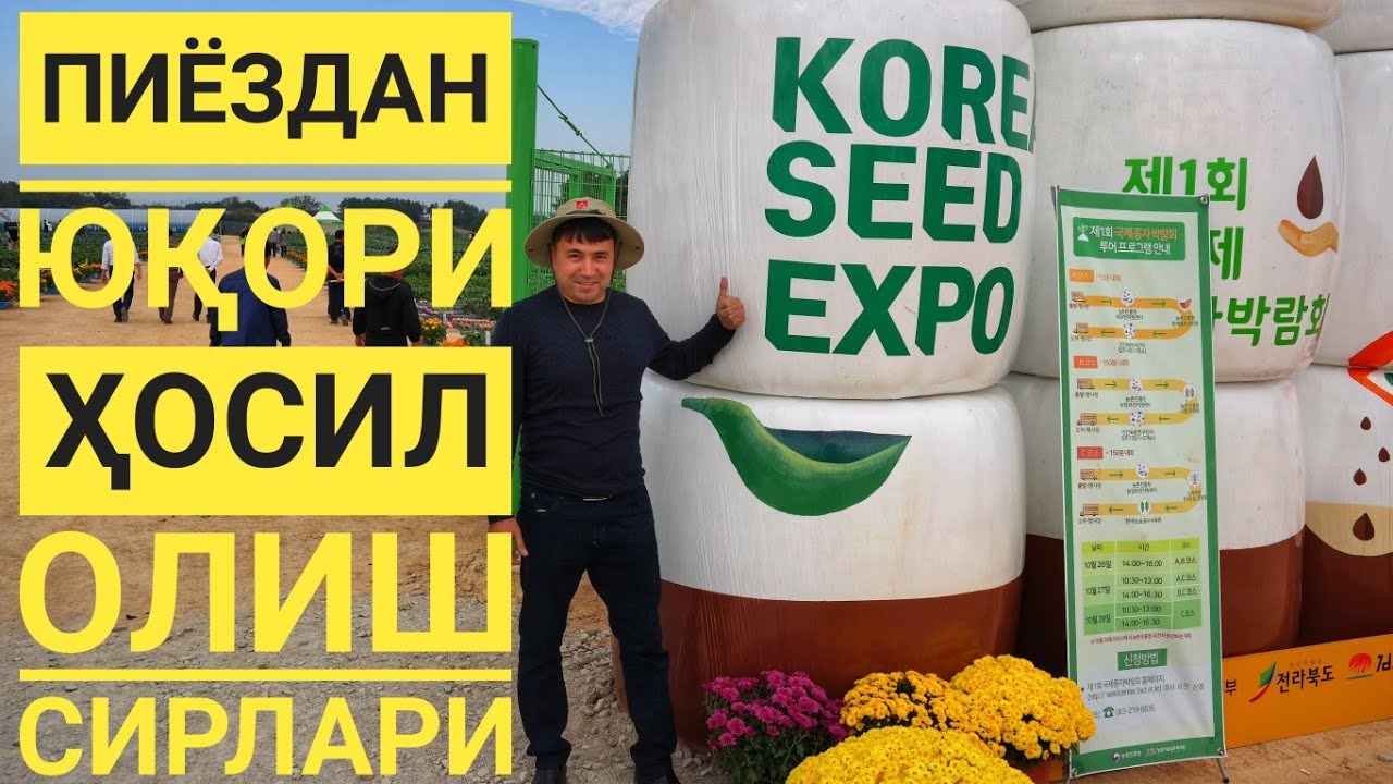Пиёздан ЮҚОРИ ҲОСИЛ олишда - ЭНГ ЗАРУР бўлган маслахатлар.