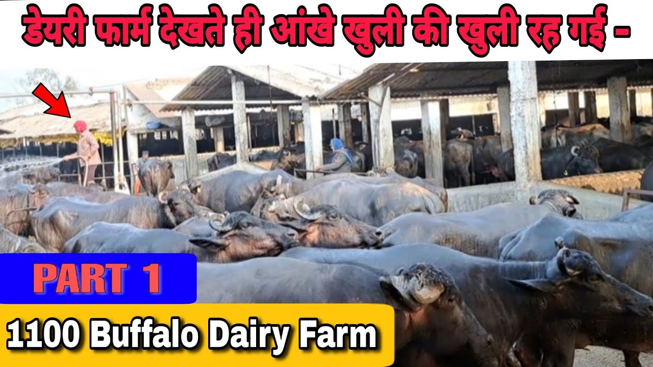1100 भैंसों व गायों का Dairy Farm देख मन के बुझे दिए जल उठे - 🔥🔥 Biggest Buffalo Farm in India