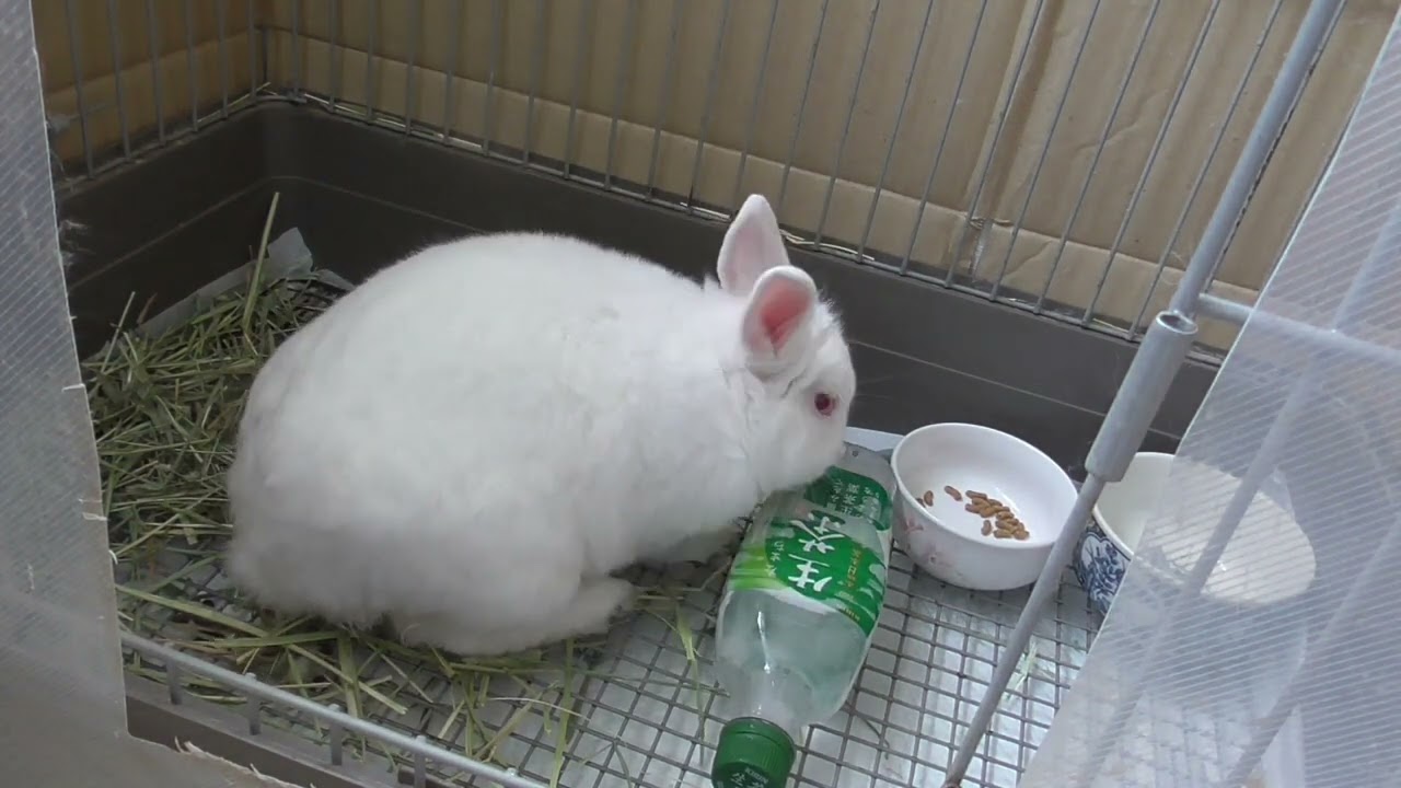 ウサギの暑さ対策