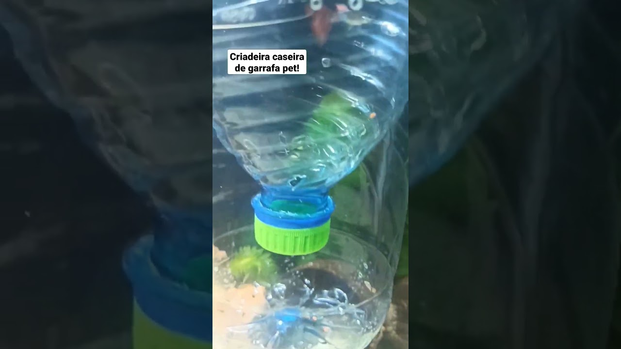 Resultado da criadeira feita com garrafa pet #aqu&aacute;rio #aquarismo #guppies #guppy #guppyfish #lebiste