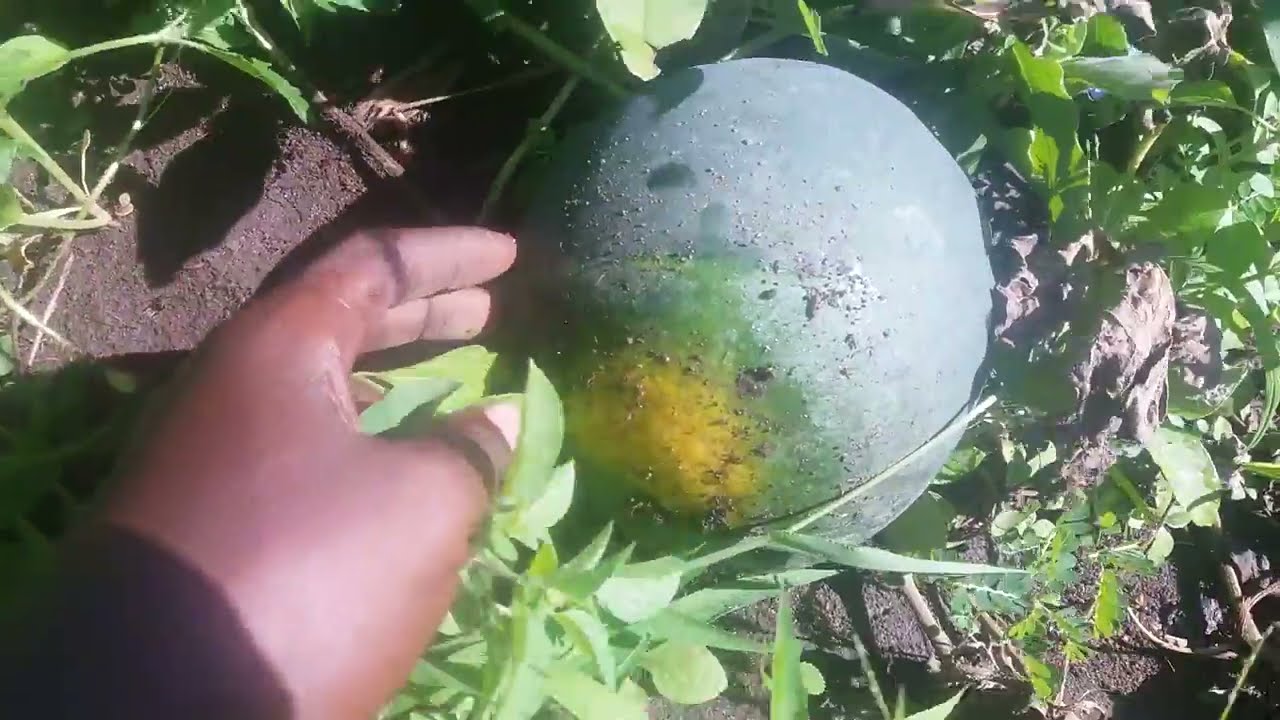 Kilimo cha matikiti hatua ya 5