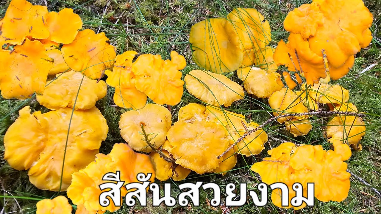 เก็บเห็ดหลังฝนตกสีสันสวยงามมากค่ะ(22กค68)🍄🍄🍄ฝนก็จะไล่กลับบ้าน
