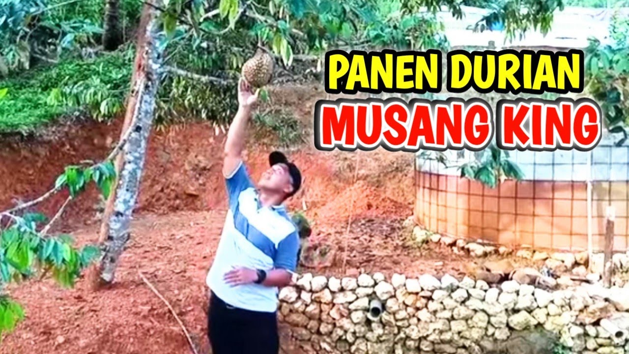 Vlog @AbduhBanyumas PANEN DURIAN MUSANG KING