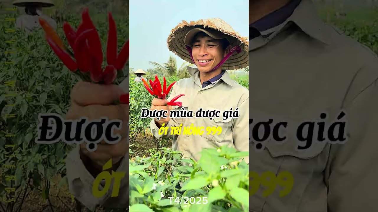 Ớt 999 Trí Nông - được mùa được giá