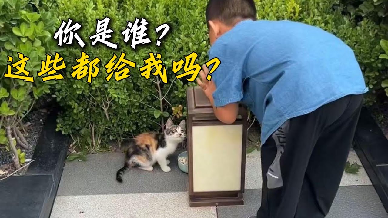 小奶貓見著食物就往上撲，雖然膽小但是她也實在太餓了