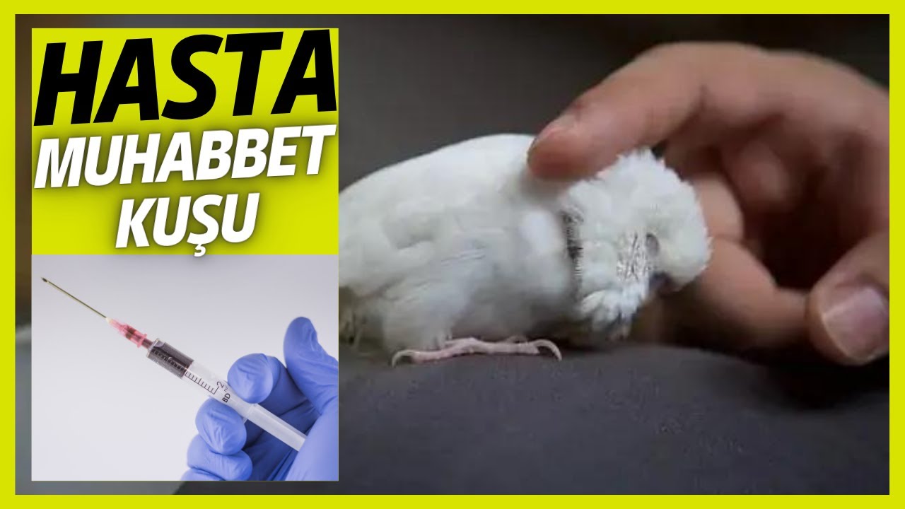 Ölmek Üzere Olan Hasta Muhabbet Kuşumu 5 Gün Süren Tedavi İle Kurtardık
