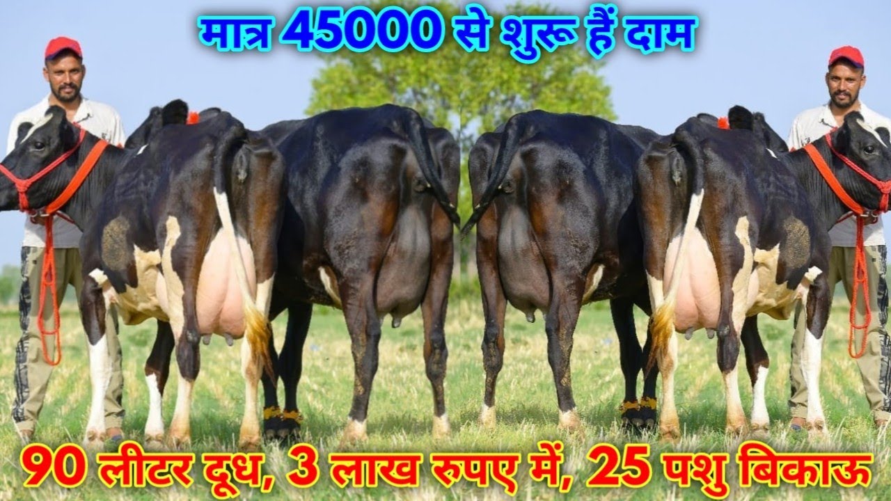 45000 से दाम, 45-50 लीटर दूध देने वाली 25 गाय 10 भैंसें बिकाऊ। Premi Dairy Farm Mandi Dabwali