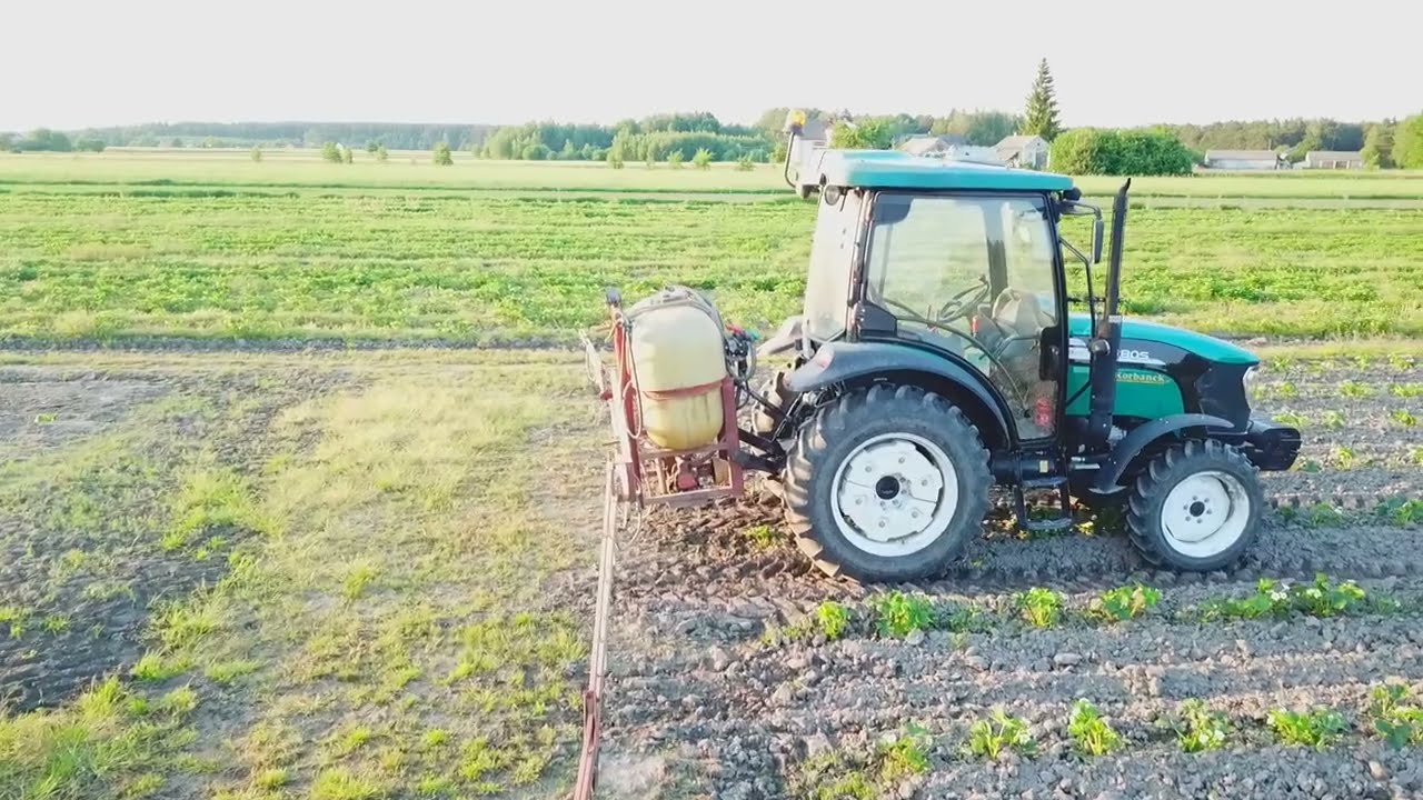 Truskawki bez nawozów 🍓🍓🍓 wystarczył tylko Humus