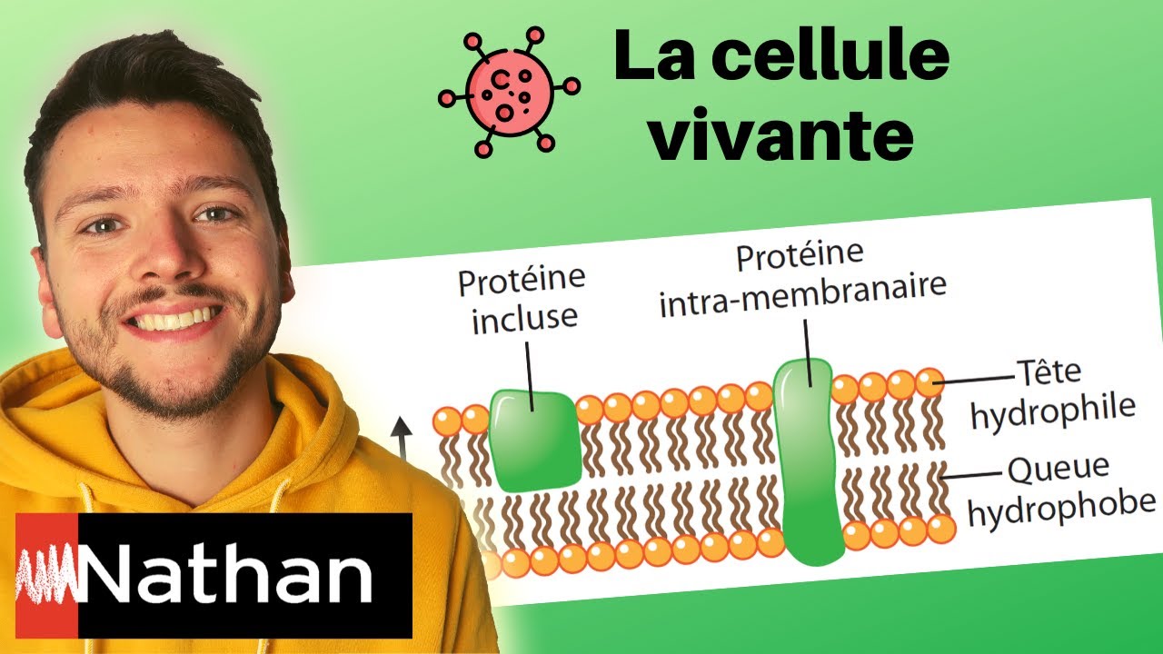 [exercice] La cellule vivante : analyse de document - Enseignement Scientifique - Première