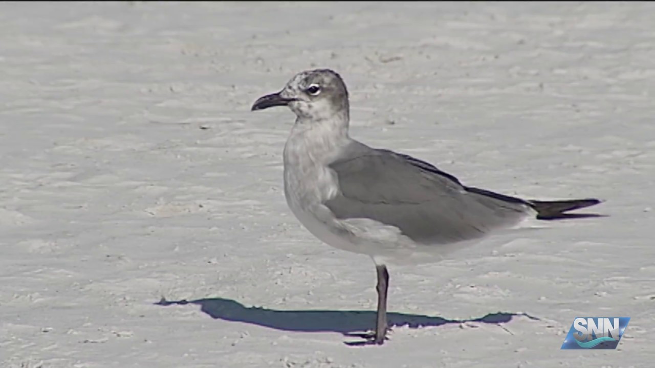 SNN: Environmental classes at Siesta Beach