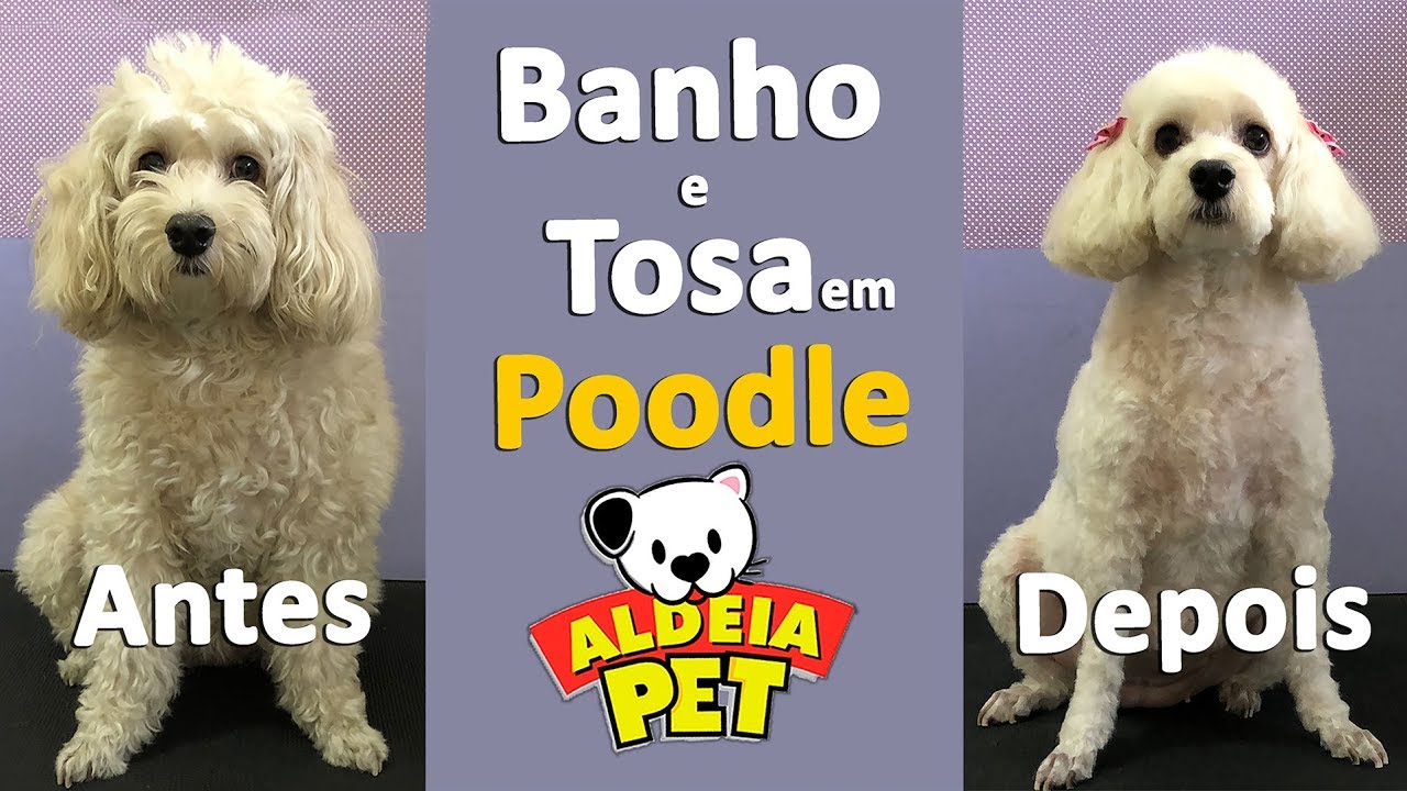 Banho e Tosa em Poodle (PASSO A PASSO)