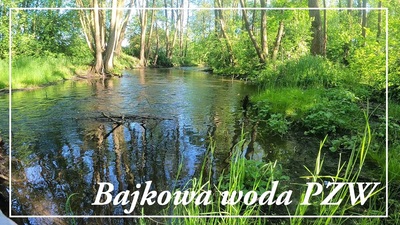 Woda PZW a ryby są  ! Pstrągi klenie 2025 / wędkarstwo 2025