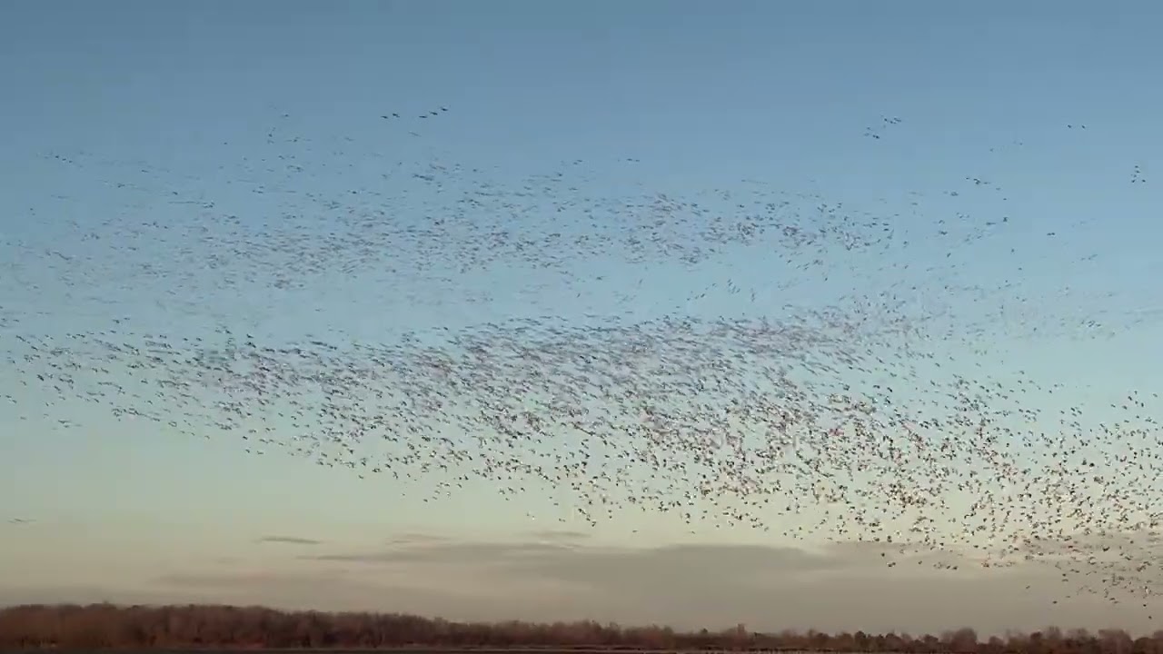 Heaviest influx of suppertime migratory birds we’ve ever seen. Pungo Lake January 11, 2023.