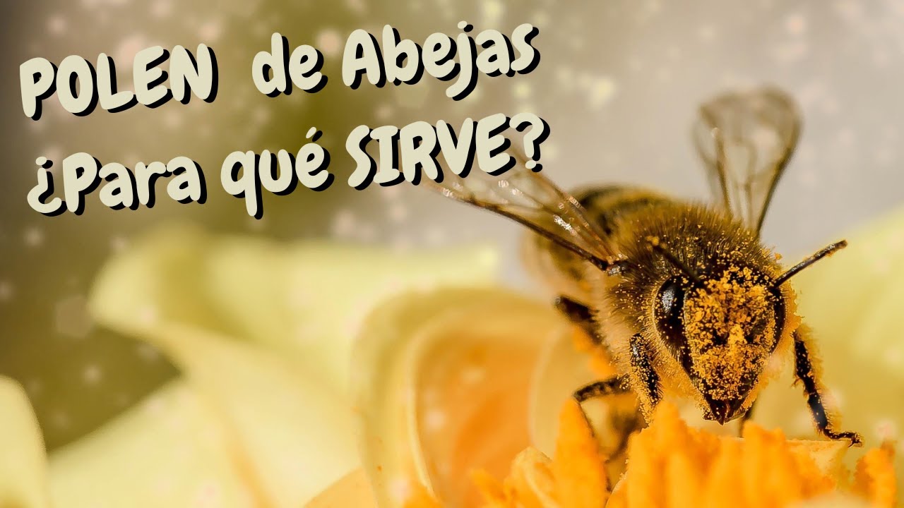 POLEN de abejas  PARA que sirve
