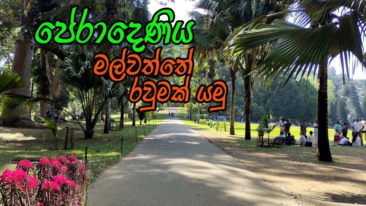 පේරාදෙණිය - රාජකීය උද්භිද උද්‍යානය / peradeniya botanical gardens / PERADENIYA Royal Botanic Gardens